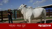 ৪০ কোটি রুপির গরু: বিশ্বের সবচেয়ে দামি গবাদিপশু ‘ভিয়াতিনা-১৯’