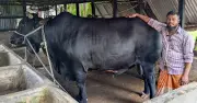 কালো মানিক ২০ লাখ টাকায় বিক্রি