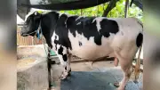 ১৪০০ কেজির সাদাময়নাকে নিয়ে বিপাকে খামারি