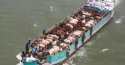 পদ্মায় গরুবাহী ট্রলারডুবি, নিখোঁজ ১ ব্যবসায়ী ও ২৩ গরু