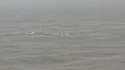 ঢাকায় বাসের ধাক্কায় নিহত ২, আহত ১০