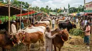 কোরবানির প্রজ্ঞা: মানবিক আবেগের পরিশোধিত প্রকাশ