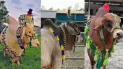 কোরবানির গরুর সাজে নতুন ট্রেন্ড, কাগজের মালার দিন শেষ