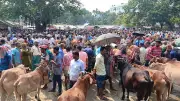 জামালপুরে মহিষের আক্রমণে হাটে প্রাণ গেল দুইজনের