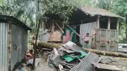 চাঁদপুরে ঝড়বৃষ্টির সময় গাছ ভেঙে পড়ে স্কুলছাত্র নিহত