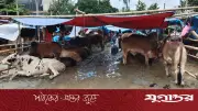 রাজধানীতে ভারি বৃষ্টিতে কুরবানির হাটে বেচাকেনা কম, বিক্রেতারা বিপদে