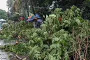 ঢাবির হাকিম চত্বরে রাধাচূড়া গাছ উপড়ে পড়েছে, ঝড়-বৃষ্টিতে ক্ষতি