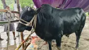 ময়মনসিংহের কোরবানির হাটে ‘কমিশনার’ গরুটি দর্শনার্থীদের আকর্ষণ