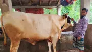 ভোলায় কাঙ্ক্ষিত দাম না পেয়ে বিপাকে খামারি, বিশাল গরু নিয়ে দুশ্চিন্তা