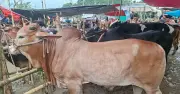 গাবতলী হাটে খুঁটি ভাড়া নিয়ে ব্যবসায়ীদের ক্ষোভ