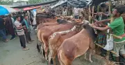 গাবতলীর পশুর হাটে কাদা ও বৃষ্টিতে ভোগান্তি, বেচাকেনা কমেছে