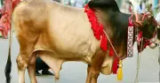 ঈদুল আজহায় পশু কোরবানির আগে ও পরে যত্ন নেওয়ার পরামর্শ