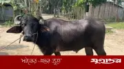 বগুড়ায় জামায়াত নেতার বাড়িতে পুলিশের অভিযান