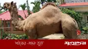 কুমিল্লায় রাজস্থানী সুলতানের দাম ৩২ লাখ টাকা