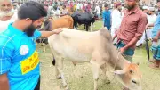 ঈদের আগে পশুর হাটে ভিড় থাকলেও কমেছে বেচাকেনা, দামে হতাশ ক্রেতা