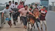 কোরবানির পশু কেনার আগে যা দেখবেন: ব্যবসায়ীদের পরামর্শ