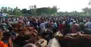 স্কুল মাঠ থেকে কোরবানির হাট সরানোর পরও দ্বিগুণ হাসিলের অভিযোগ