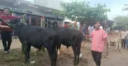 ঈদযাত্রায় চট্টগ্রাম-কাপ্তাই সড়কে ভয়াবহ যানজট, দুর্ভোগে লাখো মানুষ