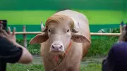 হাল ফ্যাশনের লাইফস্টাইল বিভাগে নতুন নিবন্ধ