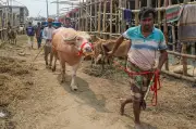 ঈদের শেষ মুহূর্তে রাজধানীর পশুর হাটে জমজমাট বেচাকেনা