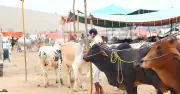 ঈদুল আজহা: ত্যাগ ও আত্মসমর্পণের মহিমান্বিত উৎসব