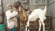 বিছানা ছাড়া ঘুমায় না ১০৪ কেজির ছাগল ‘নবাব সিরাজউদ্দৌলা’