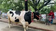 ঢাকায় আন্তর্জাতিক বইমেলায় দর্শনার্থীদের ভিড়