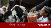 পরিবার না ব্যক্তি: কার পক্ষ থেকে কুরবানি জায়েজ, ইসলাম কী বলে