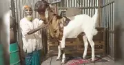 কিশোরগঞ্জে সন্তানের মতো যত্নে বড় ১০৪ কেজির নবাব সিরাজউদ্দৌলা ছাগল
