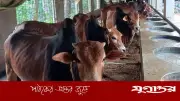 ঢাকা দক্ষিণ সিটিতে কুরবানির জন্য ৩৫৭ স্থান নির্ধারণ