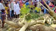কালবৈশাখী ঝড়ে গাছ চাপায় নিহত ১, মাদকবাহী নৌকায় মার্কিন হামলায় নিহত ১