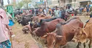 ঢাকায় কোরবানির পশুর দাম অর্ধেকেরও বেশি কমেছে
