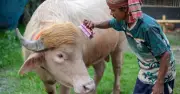 স্বরাষ্ট্রমন্ত্রীর হস্তক্ষেপে রক্ষা পেল অ্যালবিনো মহিষ ‘ডোনাল্ড ট্রাম্প’