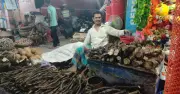 ঈদুল আজহায় সাতক্ষীরায় চুইঝালের কদর বেড়েছে, দামও চড়া