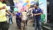 ভাইরাল অ্যালবিনো মহিষ ‘ডোনাল্ড ট্রাম্প’ আর কোরবানি নয়, সরকারি হস্তক্ষেপে খামারে ফিরবে