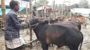 বৃষ্টির কারণে মৌলভীবাজারের কোরবানির হাটে ক্রেতা কম, বেচাকেনায় ভোগান্তি