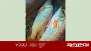 মেঘনায় ৩৩ কেজির দুই কোরাল মাছ ৪৬ হাজার টাকায় বিক্রি