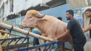 আলোচিত মহিষ ‘ডোনাল্ড ট্রাম্প’কে জাতীয় জাদুঘরে রাখার সিদ্ধান্ত