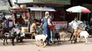 কলকাতায় কোরবানির হাটে গরু নেই, আফসোস ক্রেতাদের