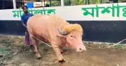 জাতীয় চিড়িয়াখানায় এলো আলোচিত অ্যালবিনো মহিষ ‘ডোনাল্ড ট্রাম্প’