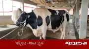 ৫৬ মণ ওজনের ষাঁড় মানিককে এতিমদের মাঝে বিলিয়ে দেবে ফাউন্ডেশন