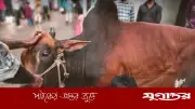 ঈদের নামাজ শেষে রাজধানীতে পশু কুরবানি শুরু, চলছে ত্যাগের মহিমা