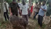 লোহাগাড়ায় অসুস্থ হস্তীশাবক উদ্ধার, বন বিভাগের চিকিৎসা