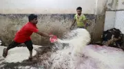বৃষ্টিভেজা লিলি থেকে হস্তিশাবক উদ্ধার: ছবিতে বাংলাদেশের নানা খবর