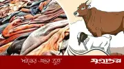 বাঘায় খাসির চামড়া ৪০, ছাগল ১০ টাকায় বিক্রি
