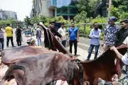 রাজধানীতে কোরবানির বর্জ্য অপসারণে সিটি করপোরেশনের প্রস্তুতি