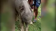 বাংলাদেশের ভিডিও: নতুন দিগন্তের সন্ধানে