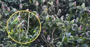 খাগড়াছড়ির বনরেঞ্জ অফিসপাড়ায় মদনা টিয়ার স্বর্গরাজ্য