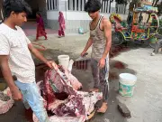 ঈদের দিন পঞ্চম গরু কাটায় ব্যস্ত শামীম, আয় ১৯ হাজার টাকা