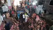 ঈদের দিন সাভারের চামড়াশিল্প নগরে কোরবানির চামড়া আসা শুরু
